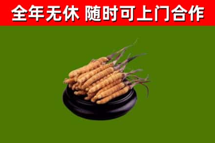 温泉县回收散虫草