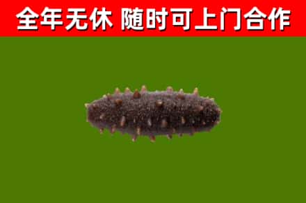 温泉县回收海参干